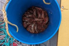 Spot_Prawns