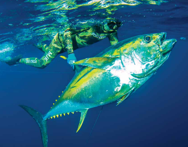 AMAIZING SPEARFISHING in Ascension Island with Yellow fin Tunas